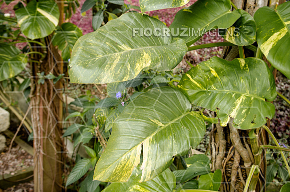 Plantas tóxicas.