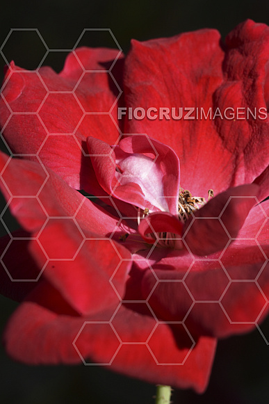 Flor