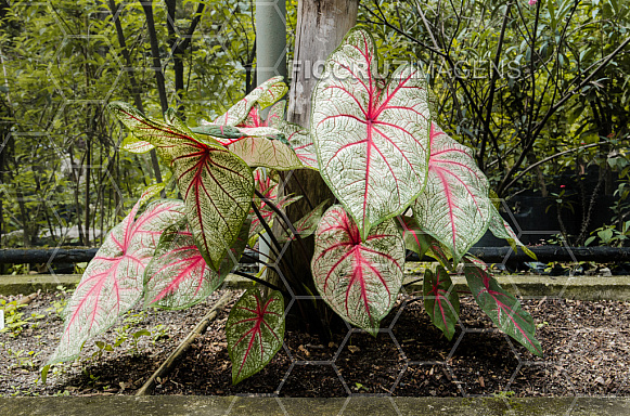 Plantas tóxicas.