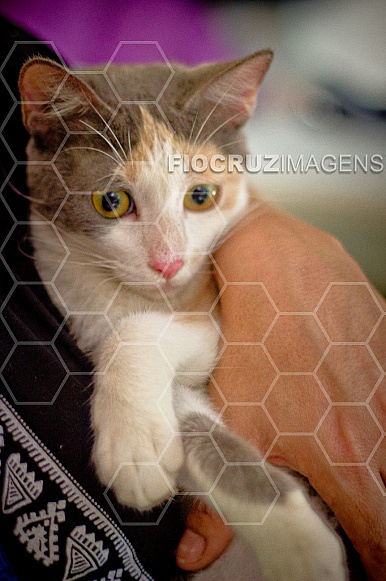 Gato