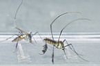 Sabethes albiprivus s. l.
