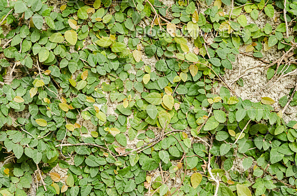 Plantas tóxicas.