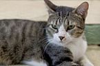 Gato