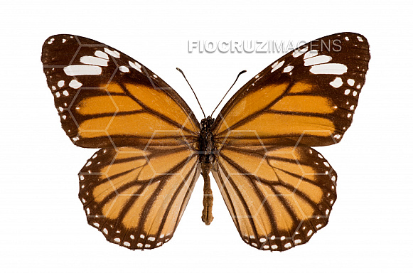 Borboleta monarca