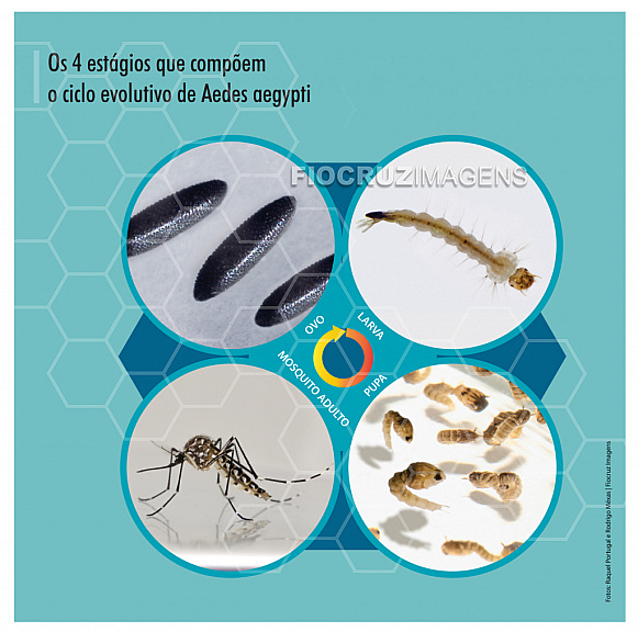 Ciclo evolutivo de Aedes aegypti