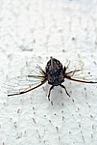 Taxonomia de insetos