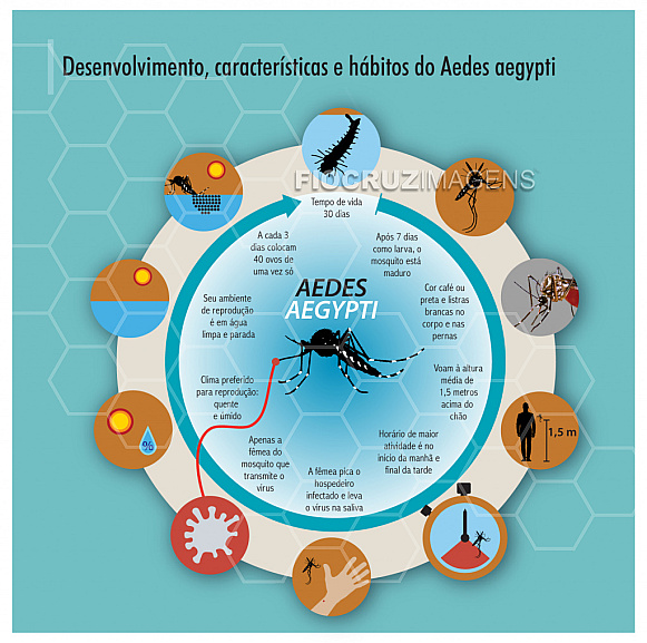 Desenvolvimento, características e hábitos do Aedes aegypti